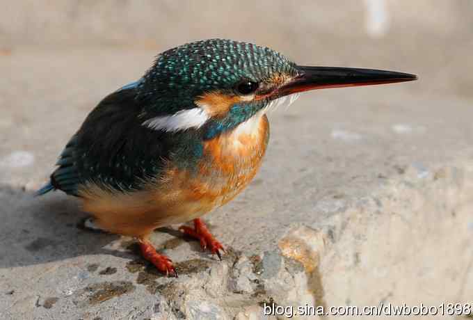 新年第一炮：小翠抓虾