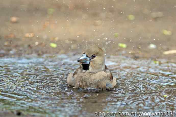 洗浴中的锡嘴雀（1）