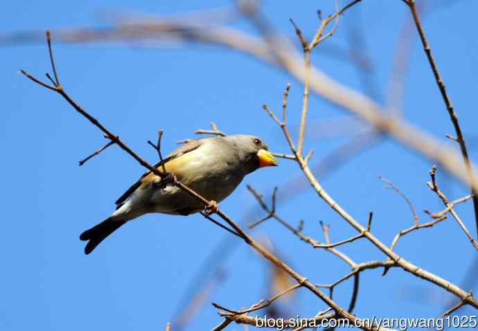 黑尾蜡嘴雀 wbr2