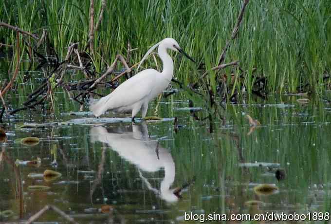 小白鹭黄昏捕鱼