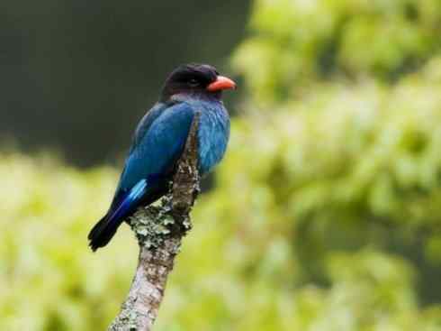 绝色攀禽：佛法僧目