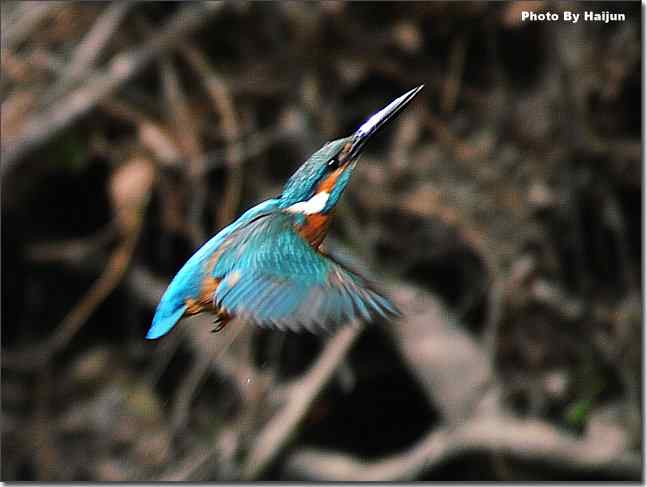  点击图片或使用键盘← →翻页