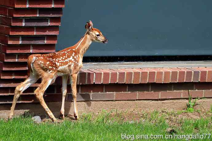 误入校园的小鹿
