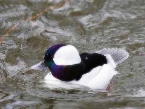 欣赏：美丽的秋沙鸭