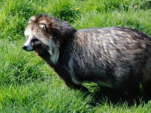 犬科:犬亚科犬属之貉 犬科:犬亚科犬属之貉