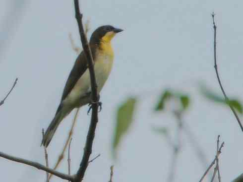 十大喜食蜂蜜动物:黑喉响蜜鴷 十大喜食蜂蜜动物:黑喉响蜜鴷