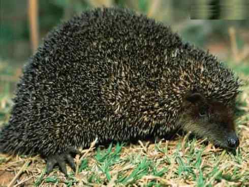 动物世界:山寨还是原创之三 动物世界:山寨还是原创之三