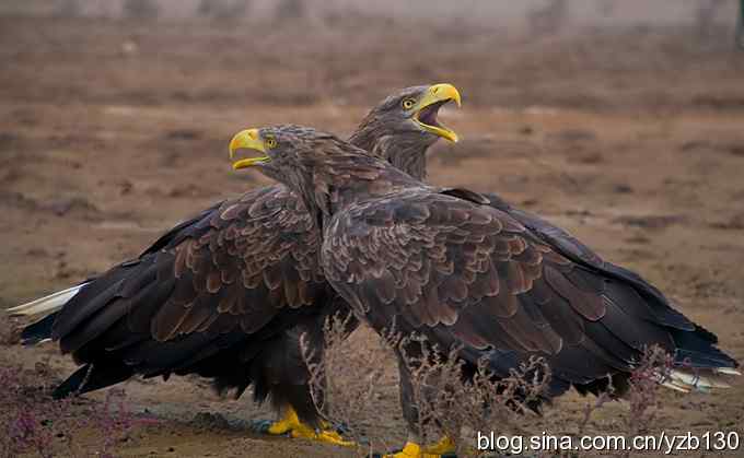 哥俩好鈥斺敽５裥值埽ㄗ橥迹11张图片）