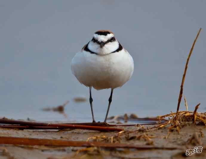 官厅水库&nbsp;wbr路&nbsp;wbr环颈鸻