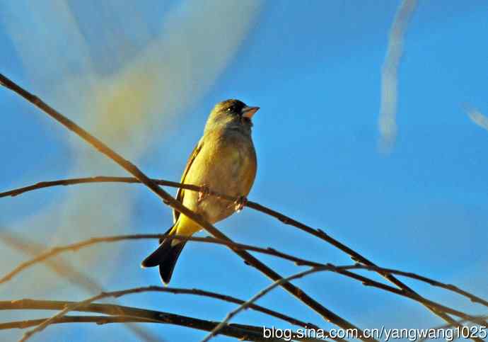 期盼（随拍金翅鸟）