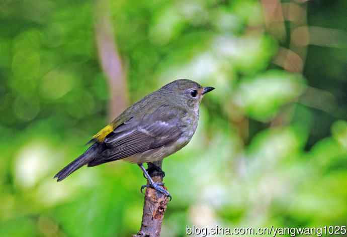 雌性白眉姬鹟(3) 雌性白眉姬鹟(3)