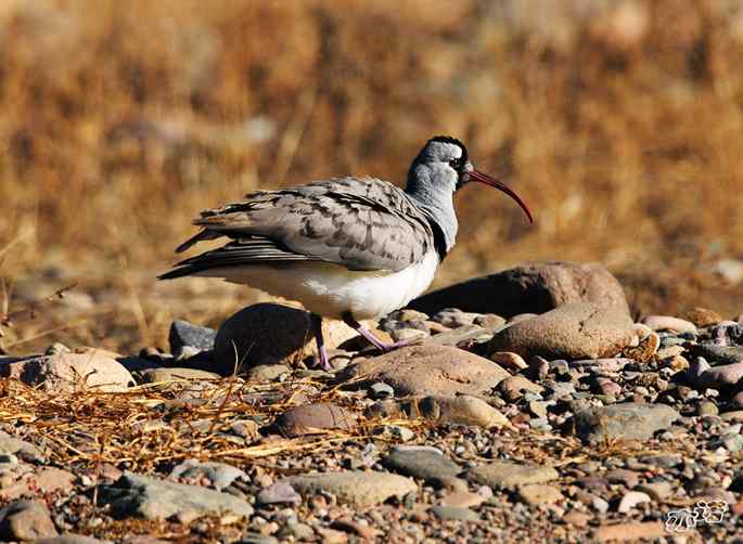 白河峡谷 wbr路 wbr鹮(huán wbr)嘴鹬(yù) 白河峡谷 wbr路 wbr鹮(huán wbr)嘴鹬(yù)