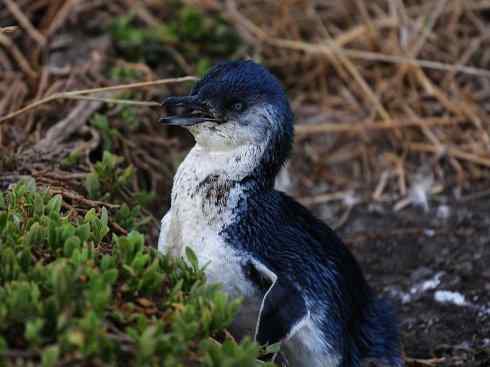 鸟类之最:巴布亚企鹅 鸟类之最:巴布亚企鹅