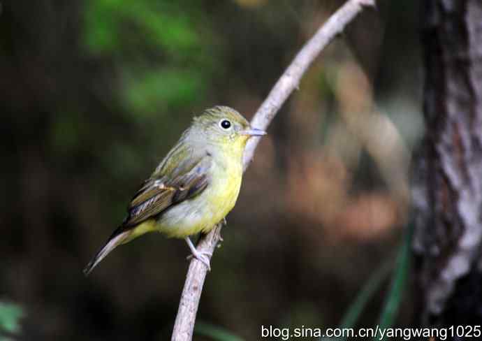雌性绿背姬鶲（1）