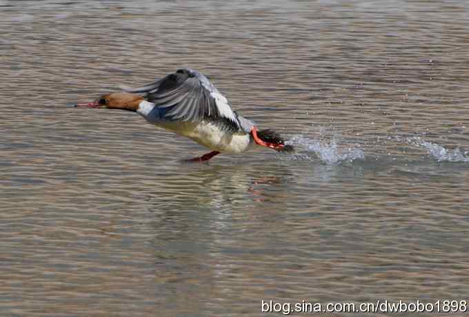 白河峡谷：鹮嘴儿小猫拍不够