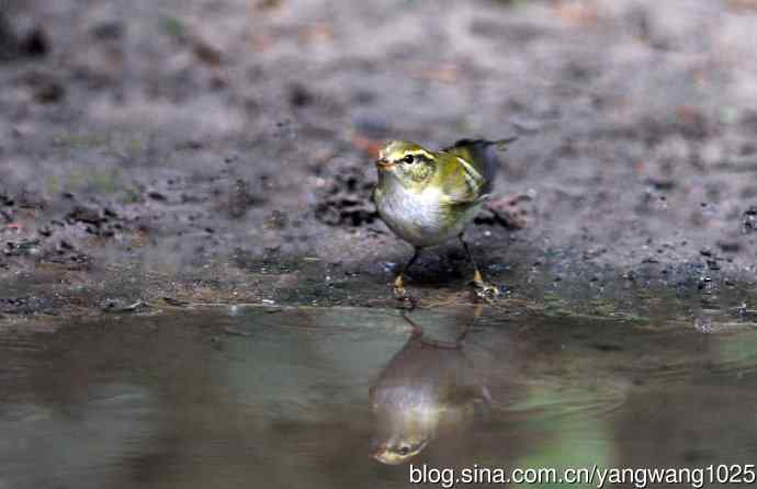黄眉柳莺（20）