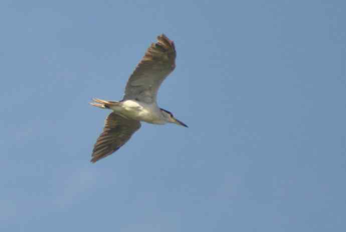 飞（夜鹭） wbr5