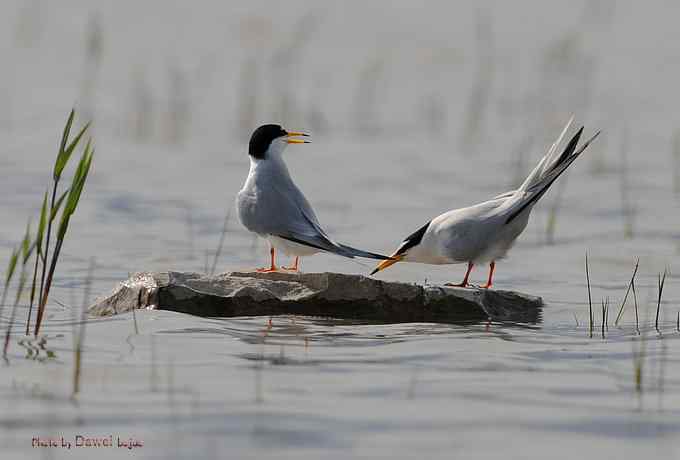 白额燕鸥：丹青写意 wbr似水柔情