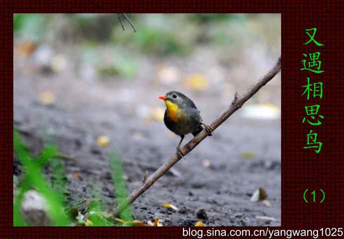 又遇相思鸟(1) 又遇相思鸟(1)
