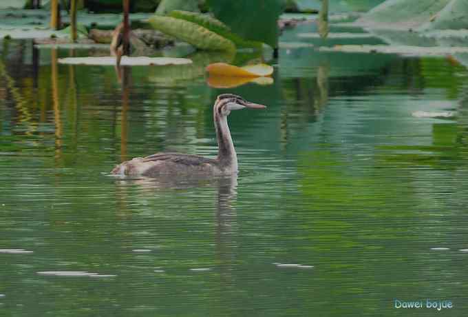 颐和园的凤头