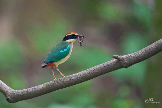 董寨的仙八色鸫