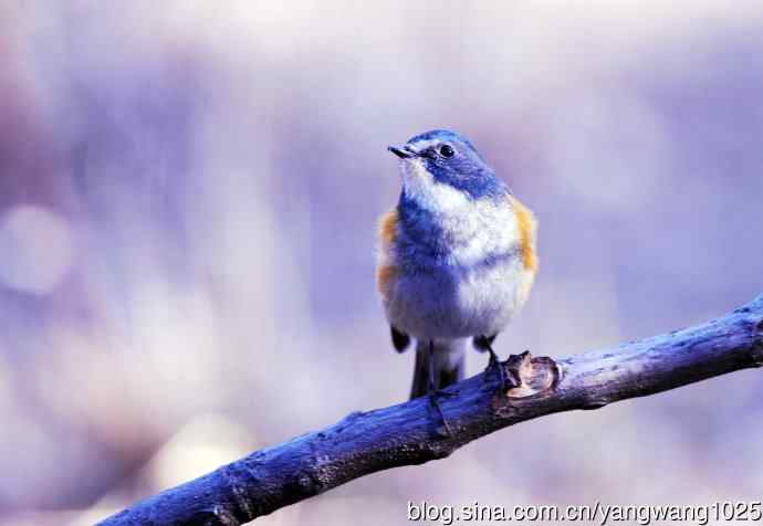 北京天坛公园的鸟类——雄性红胁蓝尾鸲（11）