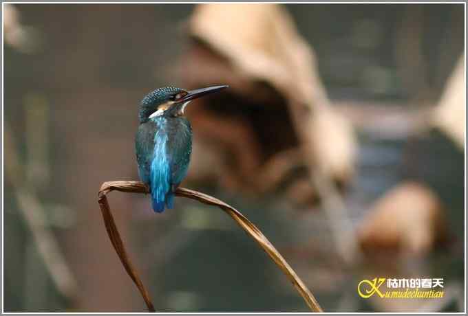 鸳鸯&bull;小翠远摄【照片】