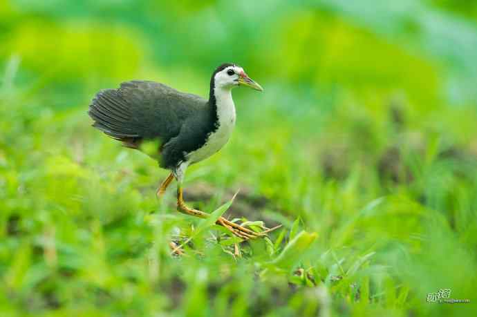 沙河的白胸苦恶鸟