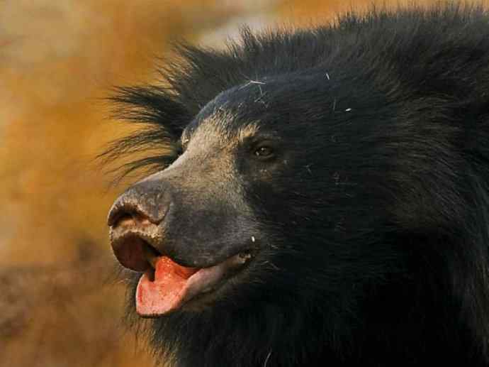盘点十二大著名食蚁动物:懒熊 盘点十二大著名食蚁动物:懒熊