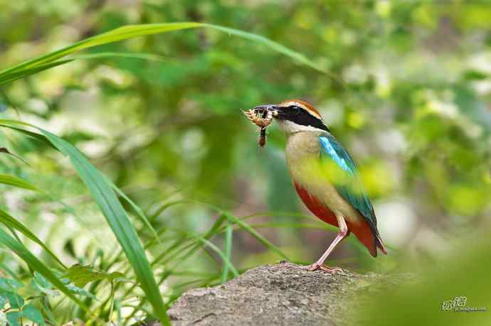 董寨的仙八色鸫