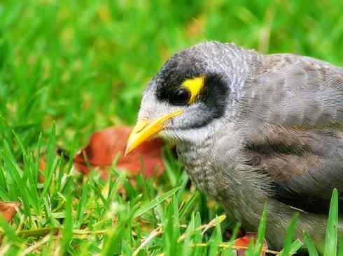 雀鸟也彪悍：鸟中恶霸（黑头矿鸟）