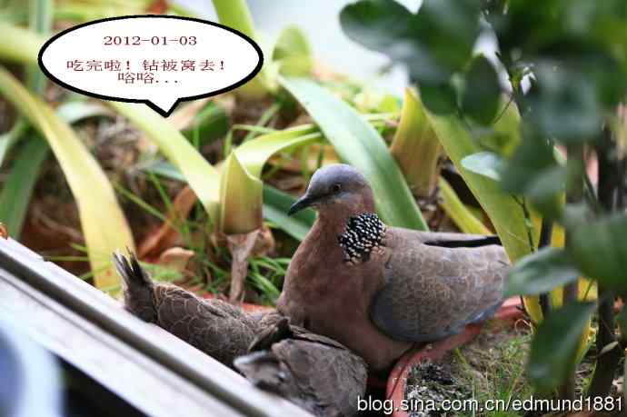 珠颈斑鸠育儿记