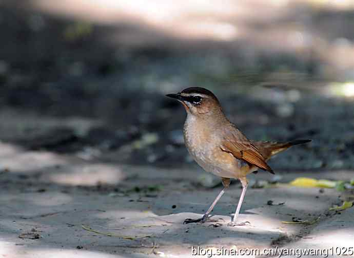 红喉歌鸲 红喉歌鸲