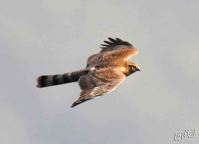 北京西山&nbsp;wbr路&nbsp;wbr守候猛禽迁徙通道两小时