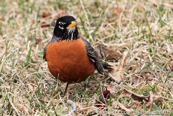 北美知更鸟(1) 北美知更鸟(1)