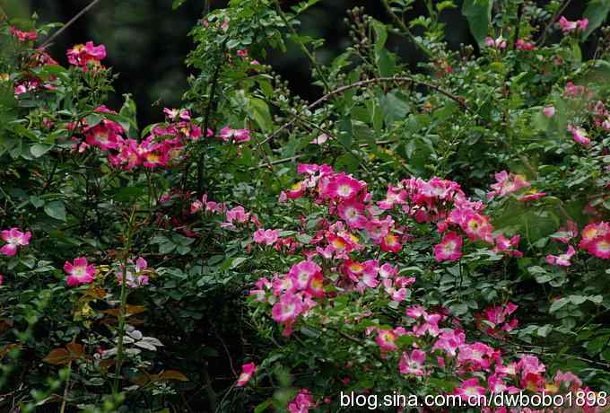 植物园六月的花鸟