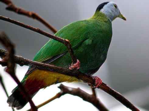 白头鸟系列：另类的美丽11（鸠鸽）