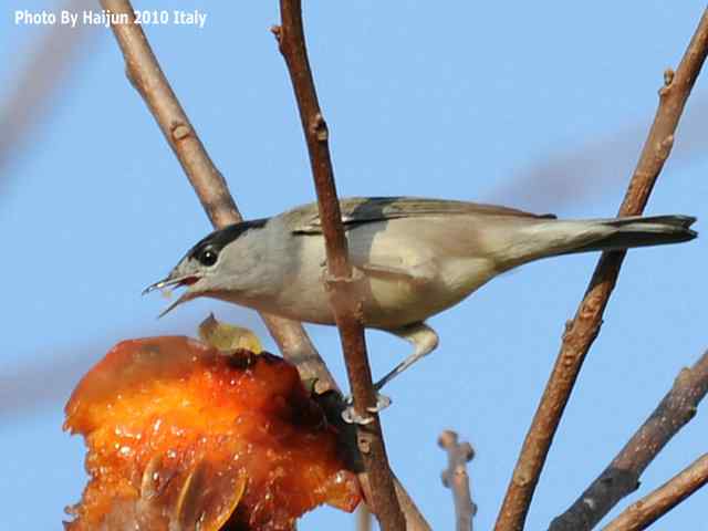 【亚平宁半岛之旅 wbr. wbr启程恢鸟】