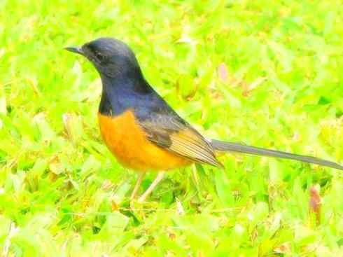 家禽驯化之源之二十五（绣眼鸟、鹊鸲四喜）