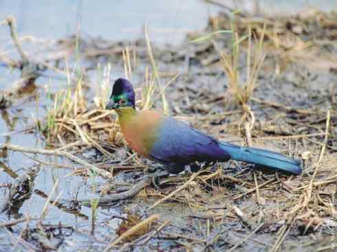 绝色攀禽：佛法僧目