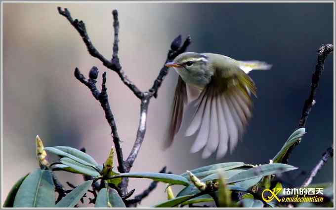 旋木雀&bull;煤山雀&bull;柳莺【照片】