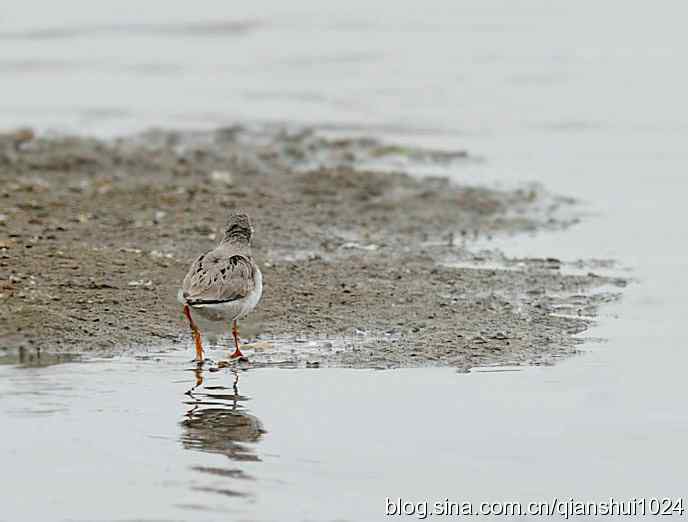 来去匆匆翘嘴鹬