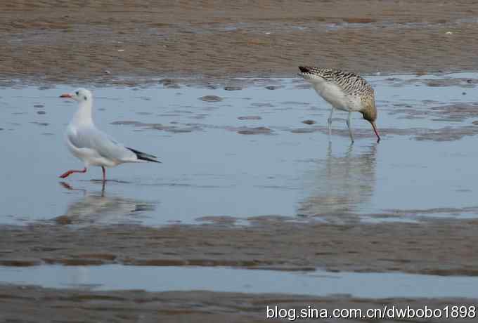 初冬北戴河观鸟