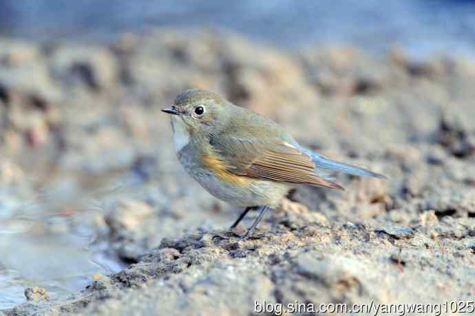 雌性红胁蓝尾鸲（37）