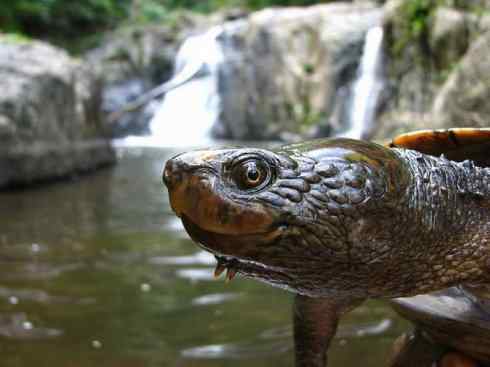 玄武：传说的兽原型探秘（澳洲长颈龟）