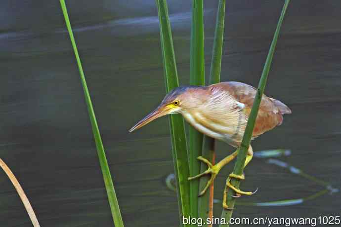 北京将府公园的鸟类——黄苇鳽专心致志