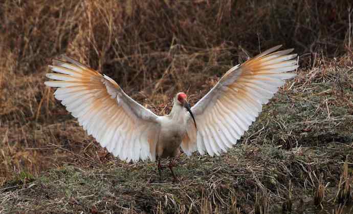 洋县两天观鸟,秦岭如此美妙! 洋县两天观鸟,秦岭如此美妙!