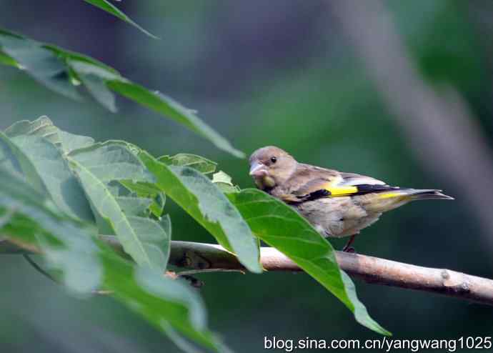 北京天坛公园的鸟类——羽翼未丰的金翅鸟