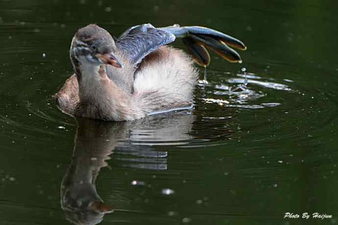 鸟鸟平等 wbr wbr决不搞鸟族歧视