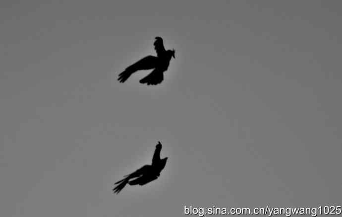 剪纸（空中的战斗）